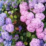 Hydrangea macrophyllaКвітка