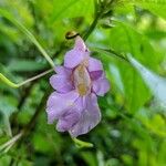Impatiens arguta Flor