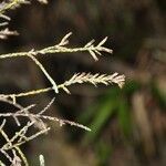 Stoebe passerinoides Flor