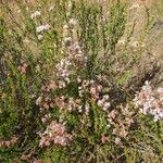 Eriogonum fasciculatum Агульны выгляд