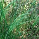 Elymus pungens Leaf