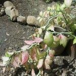 Euphorbia tithymaloides Blatt