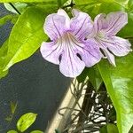 Bignonia callistegioides Květ