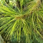 Pinus strobus 葉