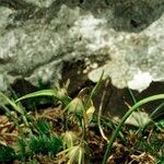 Gagea reverchonii Habit
