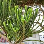 Dacrydium araucarioides Leaf