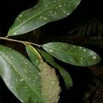 Heteropsis flexuosa Fruto