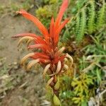 Pitcairnia bifrons Цветок