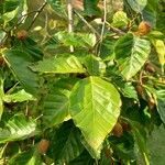 Fagus crenata Hoja