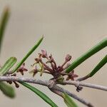Marsdenia neocaledonica 樹皮