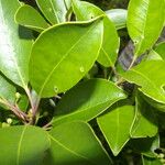 Ilex costaricensis موطن