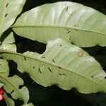 Ardisia guianensis Лист