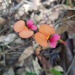 Chorizema ilicifolium