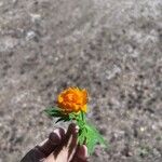 Trollius asiaticus Blomst