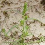 Corispermum pallasii Habitus