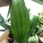 Stanhopea grandiflora Blatt