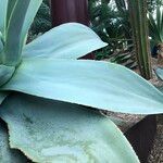 Agave guiengola Hábito