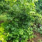 Parrotia persica आदत