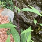 Senecio cacaliaster Bark