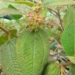 Miconia dependens Feuille