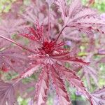 Hibiscus acetosella Φύλλο