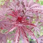 Hibiscus acetosella Folha