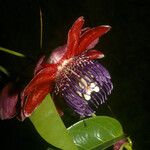 Passiflora gabrielliana Flower