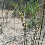 Scirpoides holoschoenus Flor