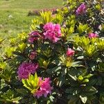 Rhododendron ferrugineumFiore