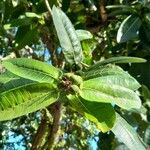 Ficus insipida Φρούτο