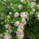 Symphyotrichum lanceolatum Virág