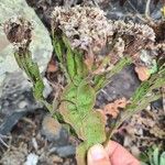 Limonium brassicifolium ফুল