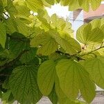 Bauhinia monandra Leaf