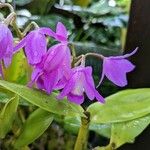 Guarianthe bowringiana Blomma