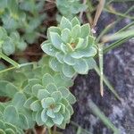 Rhodiola rosea Blad