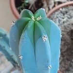 Myrtillocactus geometrizans 叶