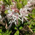 Rhododendron periclymenoides Blüte