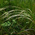 Stipa pennata Fruit