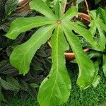 Cecropia peltata Feuille