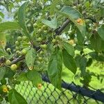 Malus coronaria Fruit