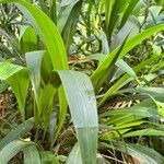 Setaria sulcata Leaf