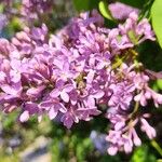 Syringa persicaFiore