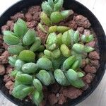 Cotyledon pendens Yaprak