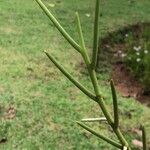 Papilionanthe teres Feuille