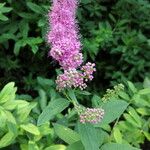 Spiraea salicifolia 葉