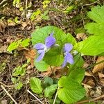 Viola mirabilis Flor