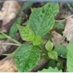 Cyathula prostrata Blatt