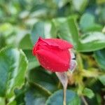 Rosa cinnamomea Fleur