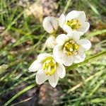 Nothoscordum gracile പുഷ്പം