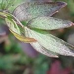 Thalictrum flavum Blad